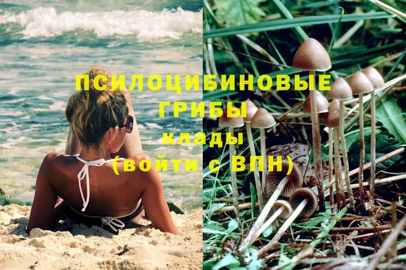 Псилоцибиновые грибы Psilocybe  Отрадное 